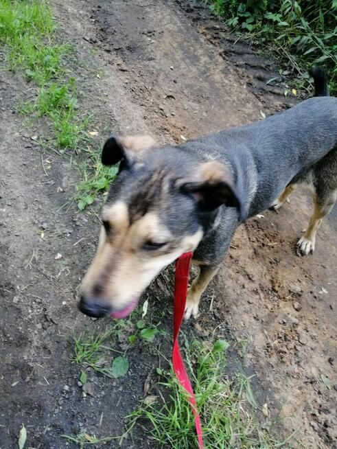 SKUBI młody łagodny piesek szuka domu