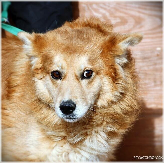 Krypton – przyjazny do ludzi i innych psów, boi się smyczy