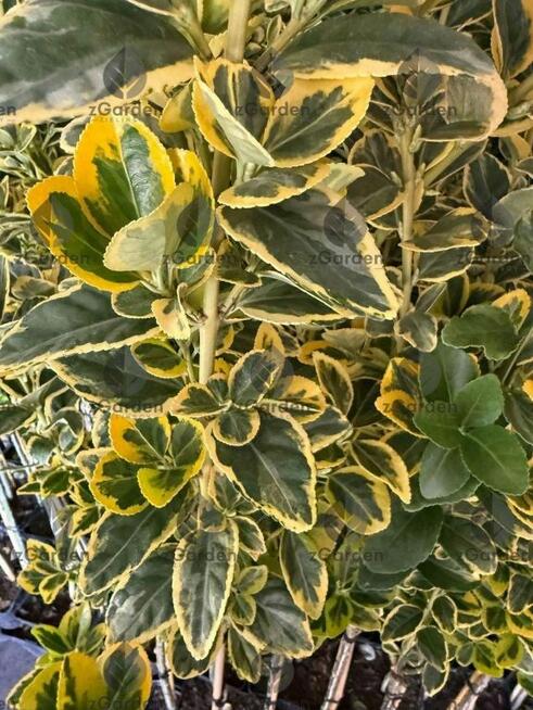 Trzmielina japońska Marieke na pniu – ozdobna, zimozielona