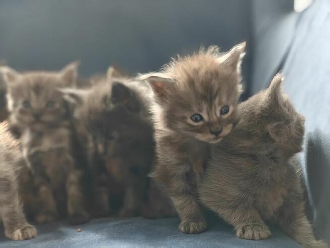 Maine coon kocięta kocur rudy niebieskie dymne ze srebrem