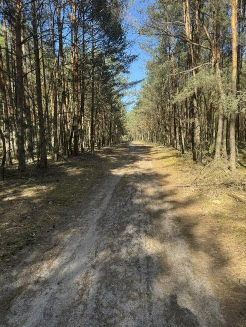70-letni las sosnowy 5,6 ha woj. Mazowieckie