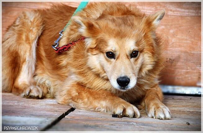 Krypton – przyjazny do ludzi i innych psów, boi się smyczy