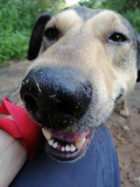 SKUBI młody łagodny piesek szuka domu