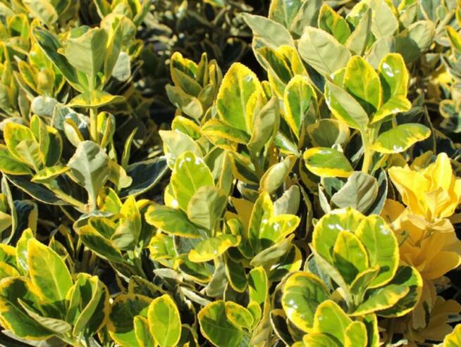 Trzmielina japońska Marieke na pniu – ozdobna, zimozielona