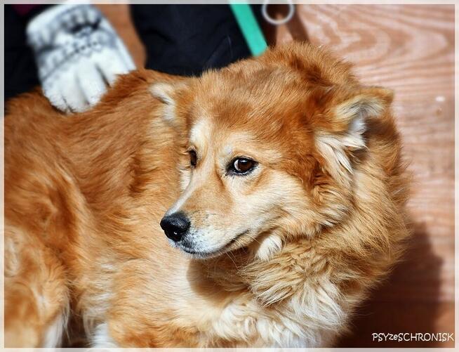 Krypton – przyjazny do ludzi i innych psów, boi się smyczy