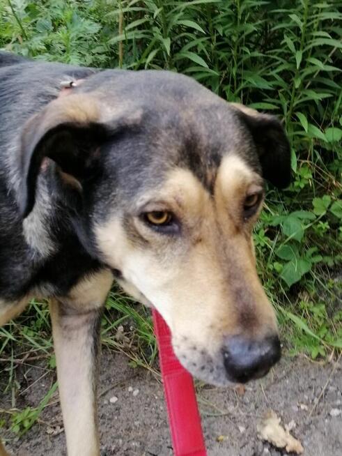 SKUBI młody łagodny piesek szuka domu