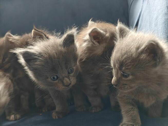 Maine coon kocięta kocur rudy niebieskie dymne ze srebrem