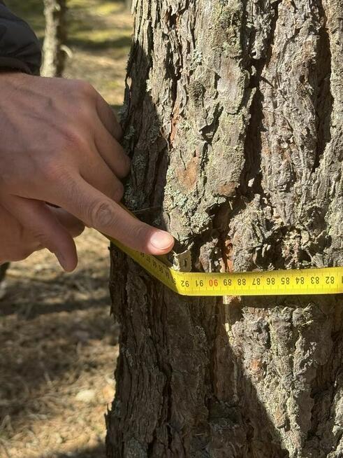 70-letni las sosnowy 5,6 ha woj. Mazowieckie