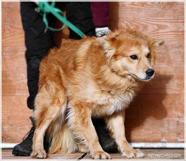 Krypton – przyjazny do ludzi i innych psów, boi się smyczy