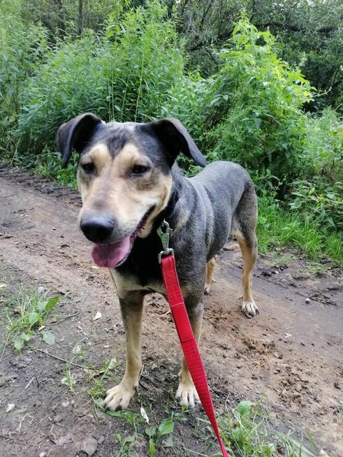 SKUBI młody łagodny piesek szuka domu