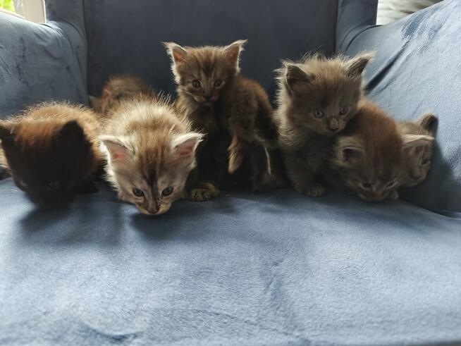 Maine coon kocięta kocur rudy niebieskie dymne ze srebrem