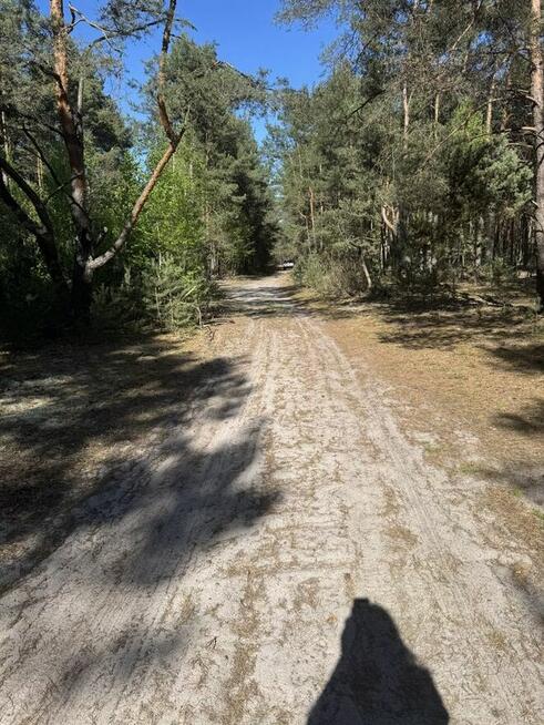 70-letni las sosnowy 5,6 ha woj. Mazowieckie