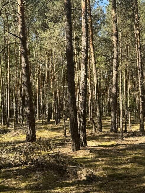 70-letni las sosnowy 5,6 ha woj. Mazowieckie