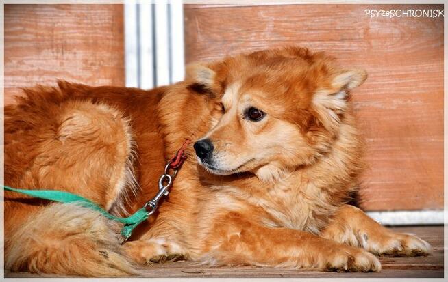 Krypton – przyjazny do ludzi i innych psów, boi się smyczy