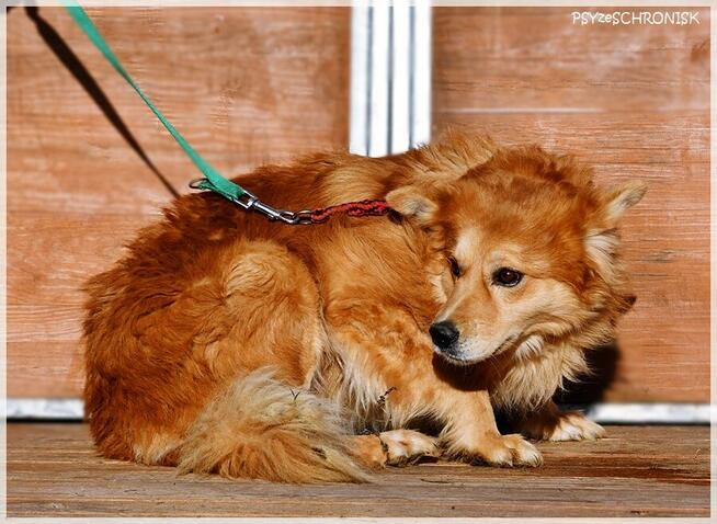 Krypton – przyjazny do ludzi i innych psów, boi się smyczy