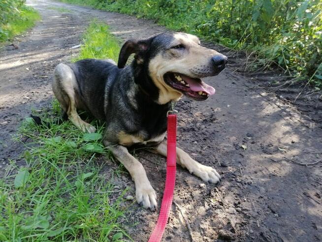 SKUBI młody łagodny piesek szuka domu