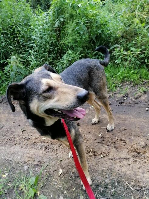 SKUBI młody łagodny piesek szuka domu