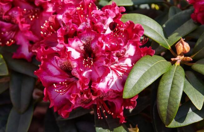 Różanecznik Painted Purple – Dwukolorowa perełka do Two