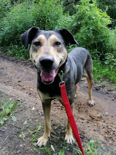 SKUBI młody łagodny piesek szuka domu