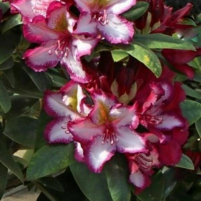 Różanecznik Painted Purple – Dwukolorowa perełka do Two