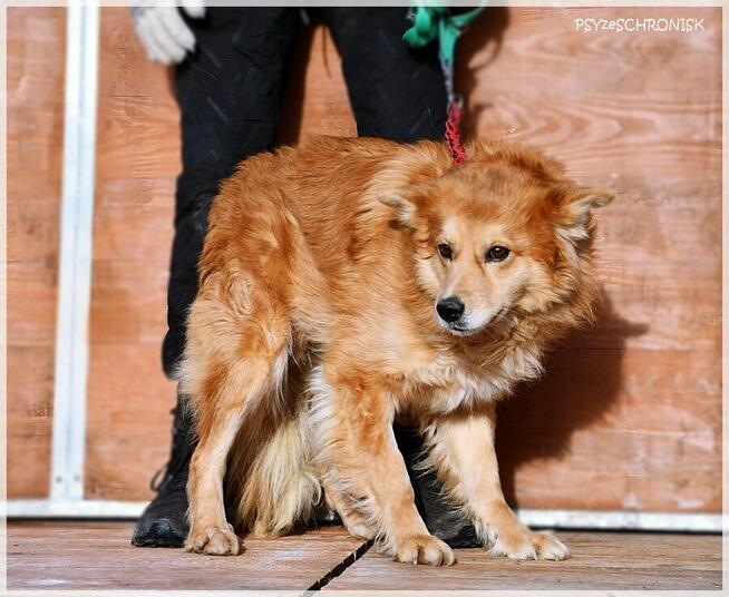 Krypton – przyjazny do ludzi i innych psów, boi się smyczy