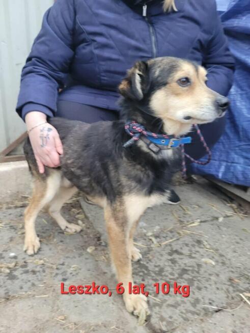 Leszko do adopcji