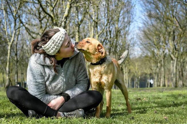 Miodek-cudowny, kontaktowy psiak do adopcji