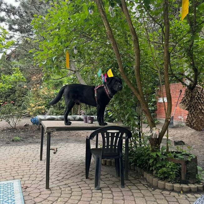 Czako, bardzo fajny duży pies czeka na fajnego człowieka