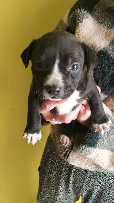 Oddam szczeniaki Amstaffa