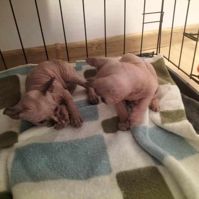 Kotki sfinks kanadyjski