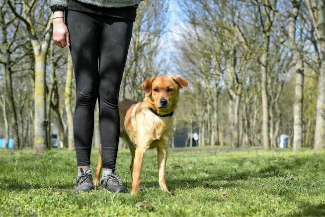 Miodek-cudowny, kontaktowy psiak do adopcji