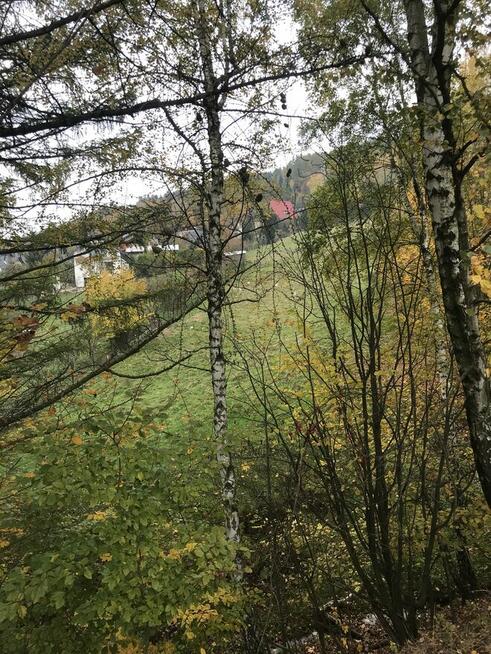 Drewno opalowe z wycinki brzoza olcha topola tanio Wilkowice