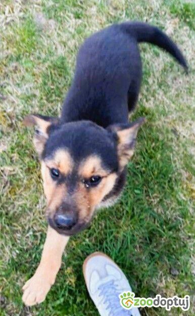 ELMO – słodki szczeniak ma tydzień na znalezienie domu