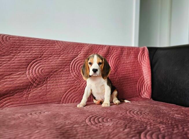 BEAGLE-po champ. ZKwP/FCI