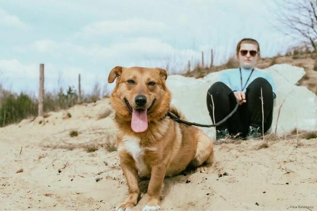 Apik-rudy niewielki psiak szuka altywnej rodziny-adopcja