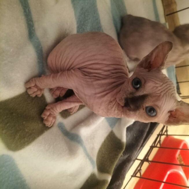 Kotki sfinks kanadyjski