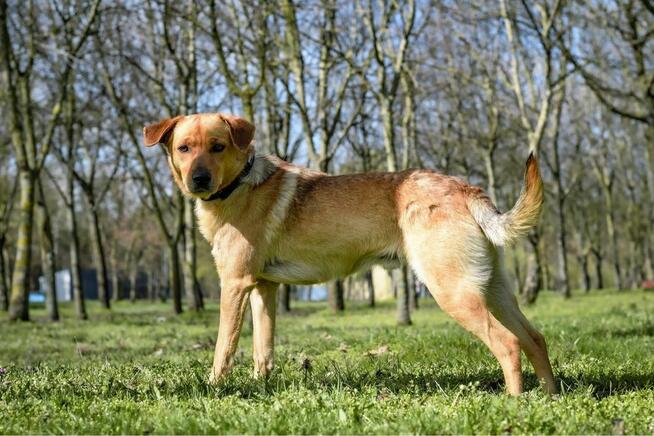 Miodek-cudowny, kontaktowy psiak do adopcji