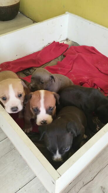 Oddam szczeniaki Amstaffa