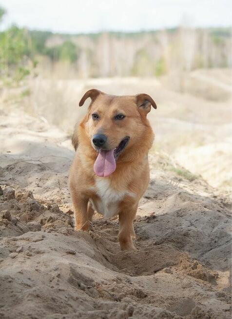 Apik-rudy niewielki psiak szuka altywnej rodziny-adopcja