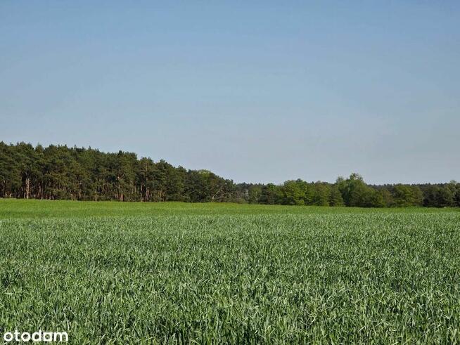 Piękne działki w Kaszczorze, blisko Jeziora Wieleńskiego