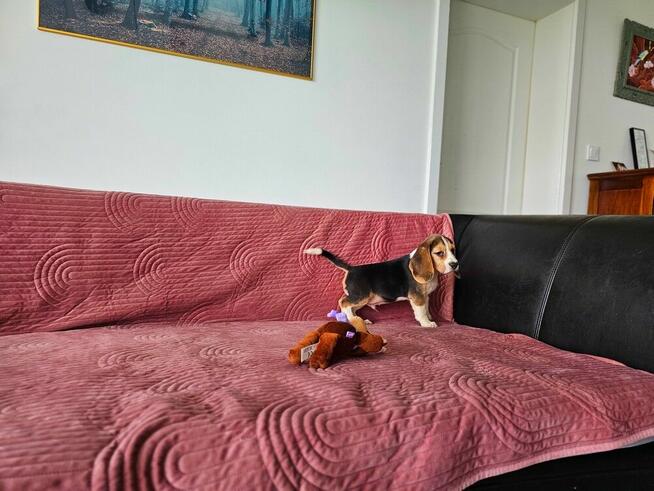 BEAGLE-po champ. ZKwP/FCI