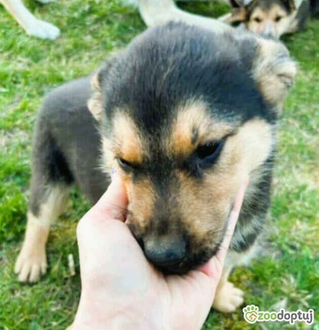 ELMO – słodki szczeniak ma tydzień na znalezienie domu