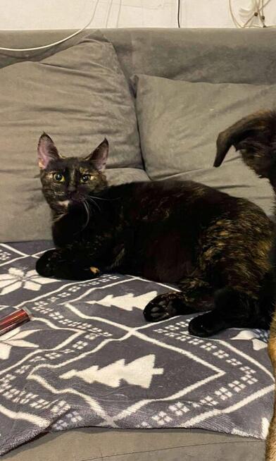 Zaginęła kotka Sisi