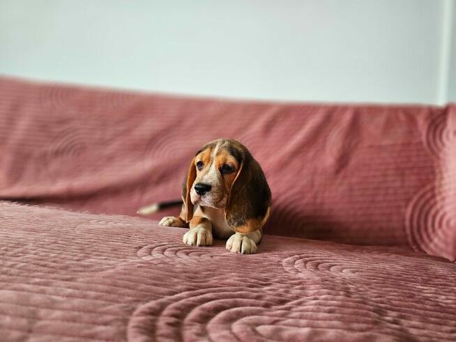 BEAGLE-po champ. ZKwP/FCI