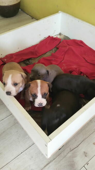 Oddam szczeniaki Amstaffa