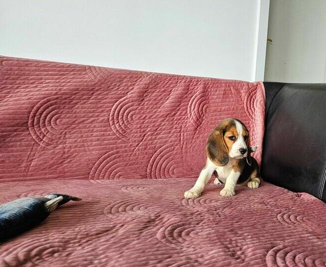 BEAGLE-po champ. ZKwP/FCI