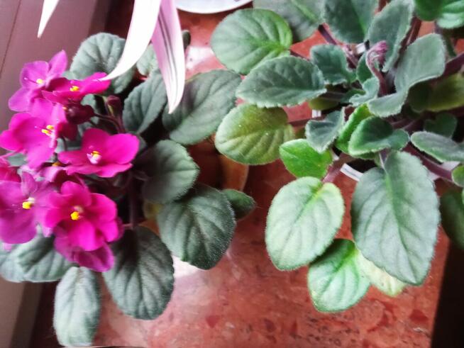 Trzykrotki ładnie wybarwione, drzewko szczęścia i fiołki