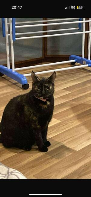 Zaginęła kotka Sisi