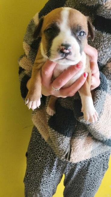 Oddam szczeniaki Amstaffa