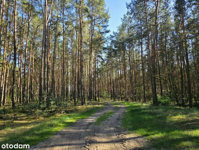 Piękne działki w Kaszczorze, blisko Jeziora Wieleńskiego